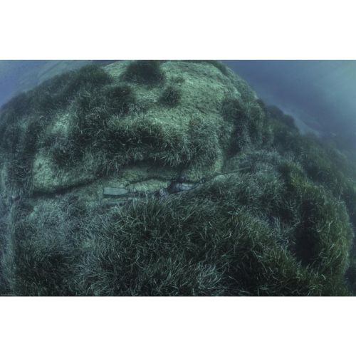 Cressi Tracina 5 mm kurtka (LE465002)